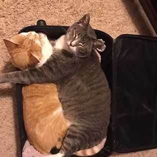 Two best friends cats hugging